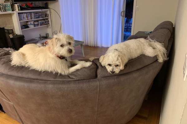 House sit in Monterey, CA, US