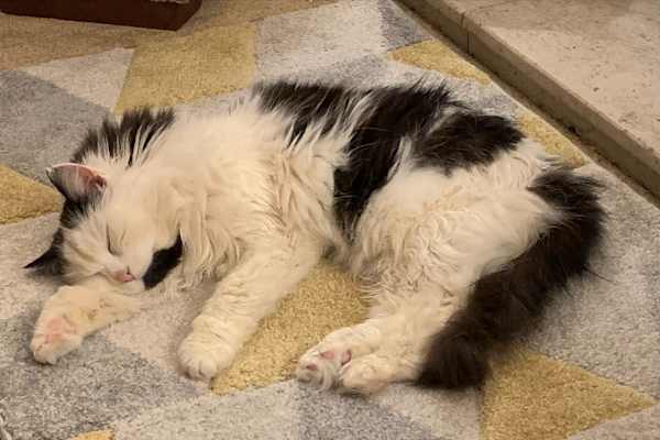 House sit in Tavistock, United Kingdom