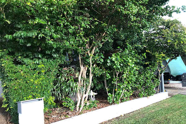 House sit in Brisbane, QLD, Australia