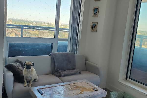 House sit in Toronto, ON, Canada