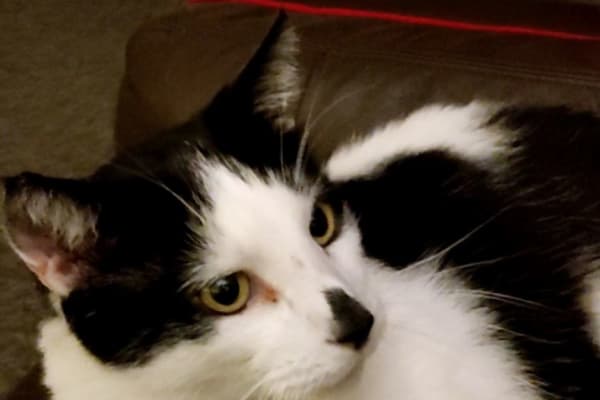 House sit in Bugbrooke, United Kingdom