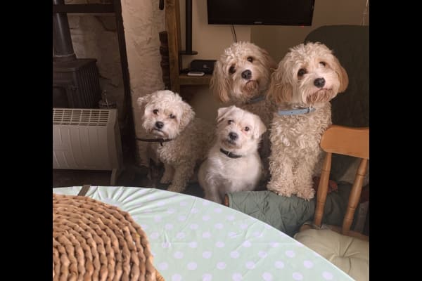 House sit in Strathmiglo, United Kingdom