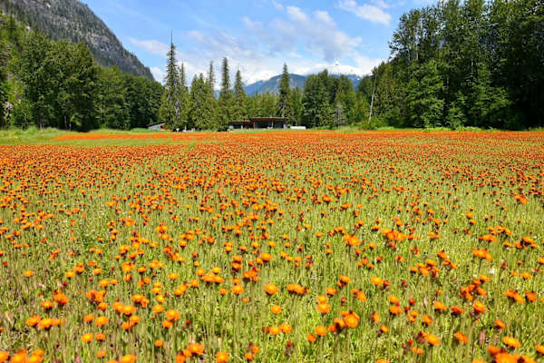 House sit in Pemberton, BC, Canada