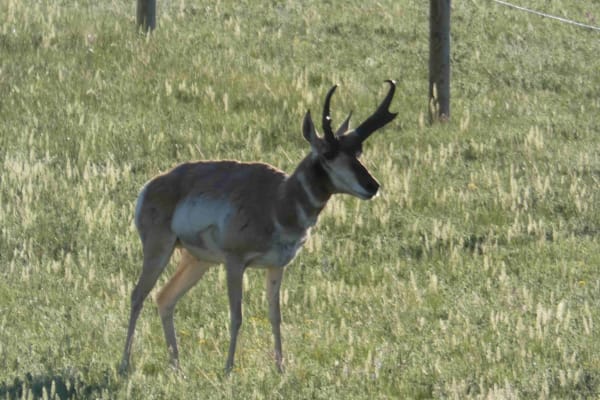 House sit in Larkspur, CO, US