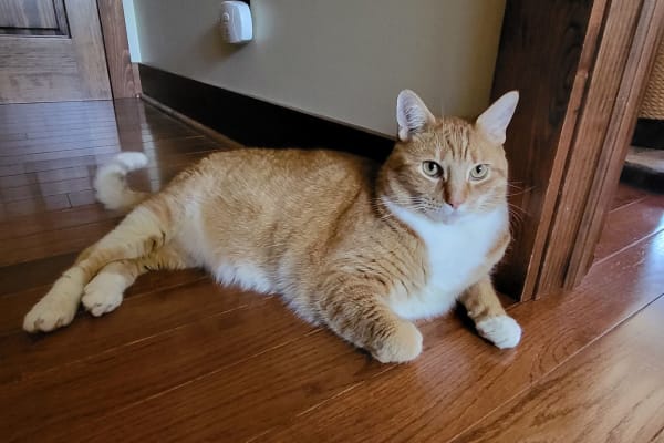 House sit in Saranac Lake, NY, US