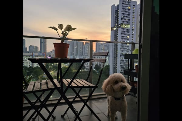 House sit in Novena, Singapore