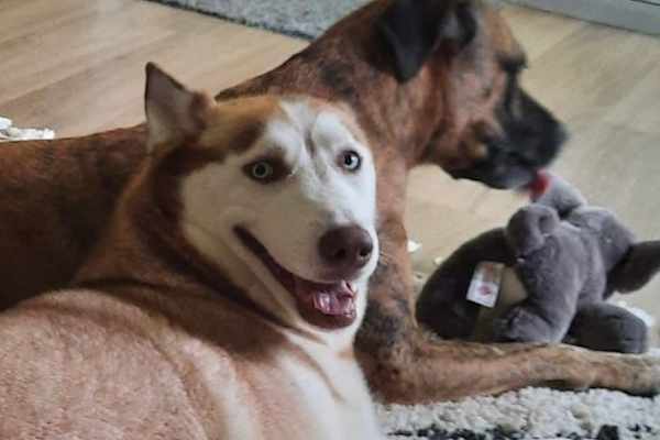 House sit in Bellingen, NSW, Australia