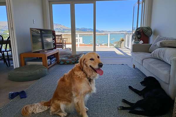 House sit in Lyttelton, New Zealand