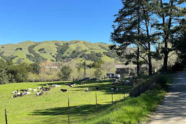House sit in Nicasio, CA, US