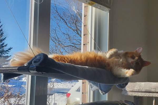 House sit in Gatineau, QC, Canada