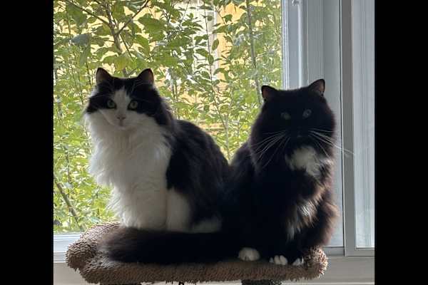 House sit in Stirling, United Kingdom