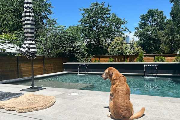 House sit in Austin, TX, US