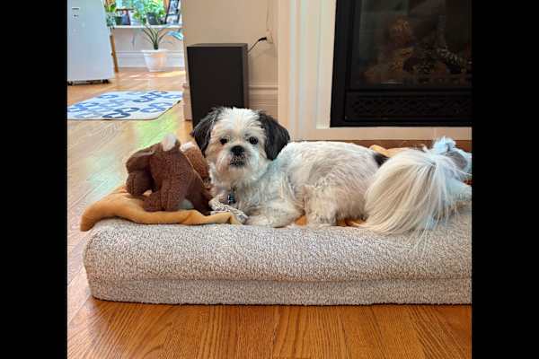 House sit in Owen Sound, ON, Canada