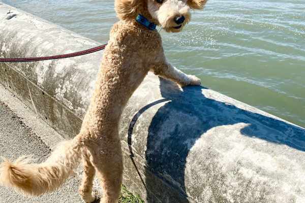 House sit in Vancouver, BC, Canada