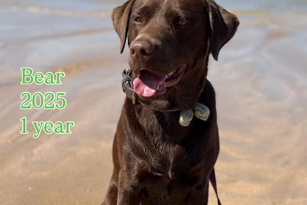 House sit in Maidenhead, United Kingdom