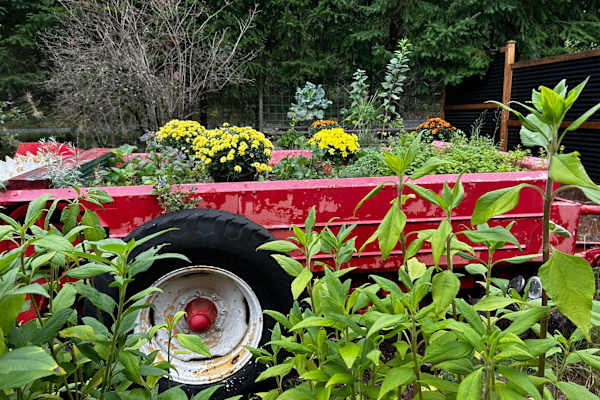 House sit in Courtenay, BC, Canada