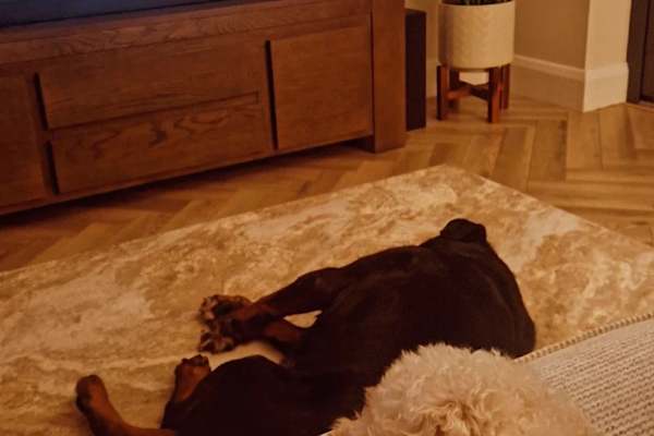 House sit in Drogheda, Ireland