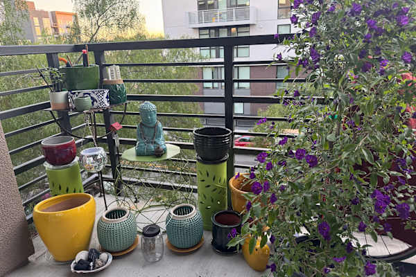 House sit in San Jose, CA, US