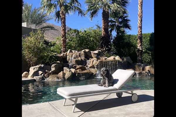 House sit in Palm Springs, CA, US