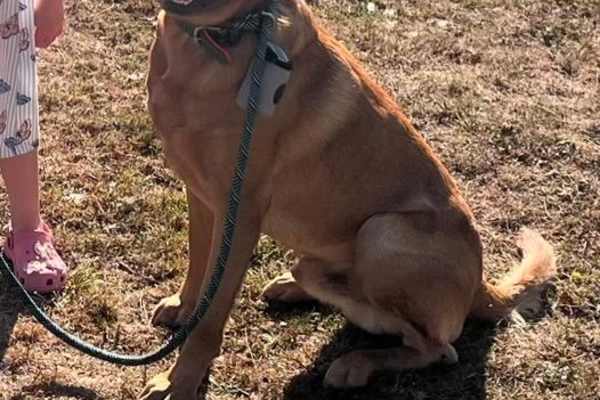 House sit in Trecastle, United Kingdom