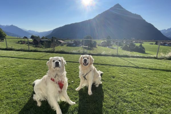 House sit in Wimmis, Switzerland