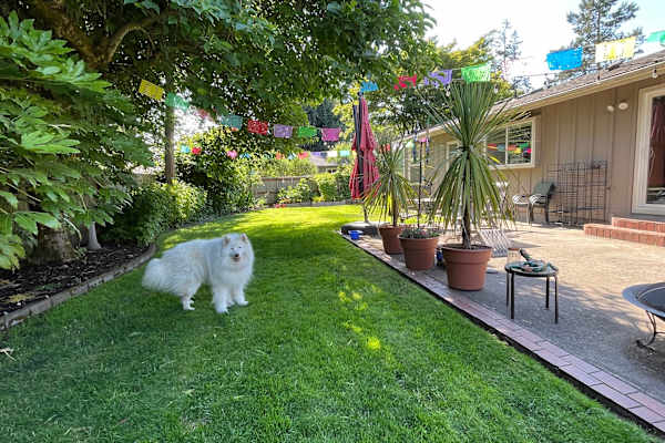 House sit in Eugene, OR, US