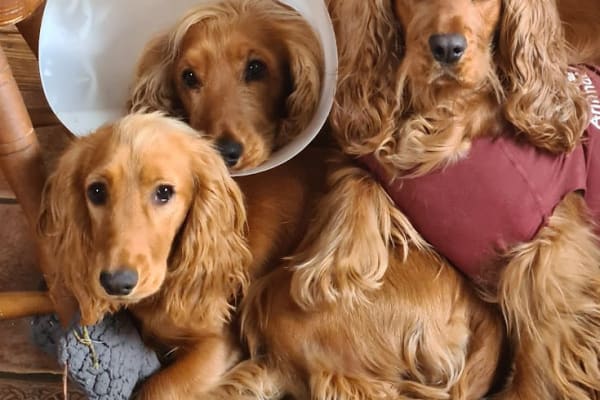 House sit in Bundoran, Ireland