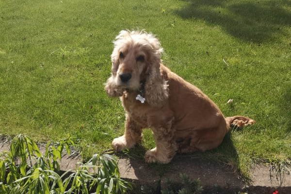 House sit in Chester, United Kingdom