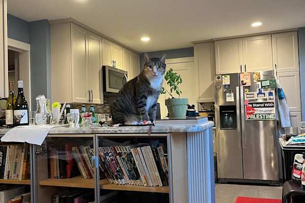 House sit in Baltimore, MD, US