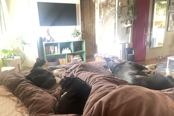 House sit in Los Angeles, CA, US