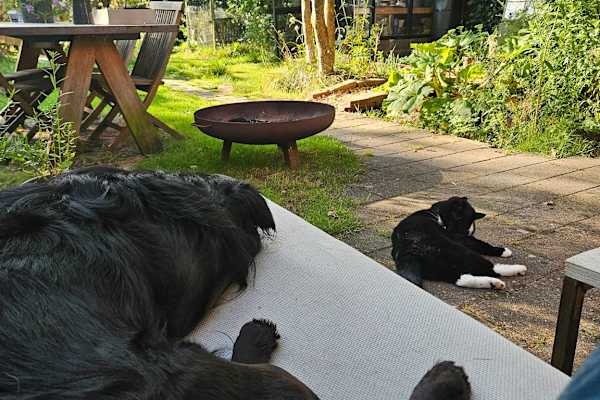 House sit in Haren, Netherlands