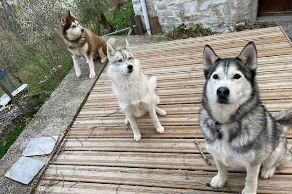 House sit in Morzine, France