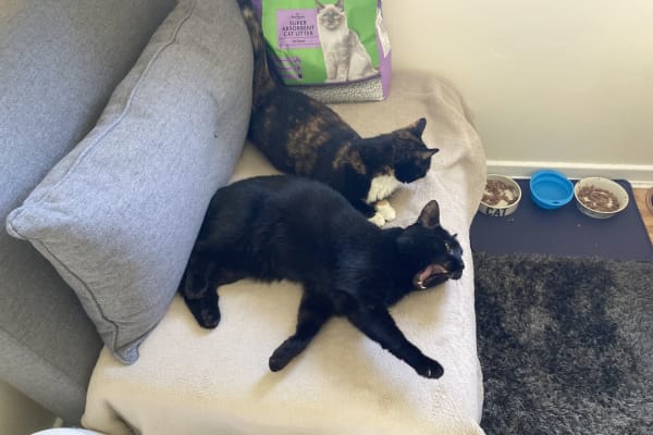 House sit in Aylesbury, United Kingdom