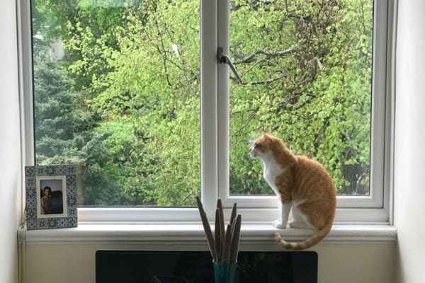 House sit in Ascot, United Kingdom