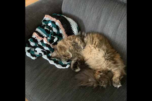 House sit in Marlow, United Kingdom
