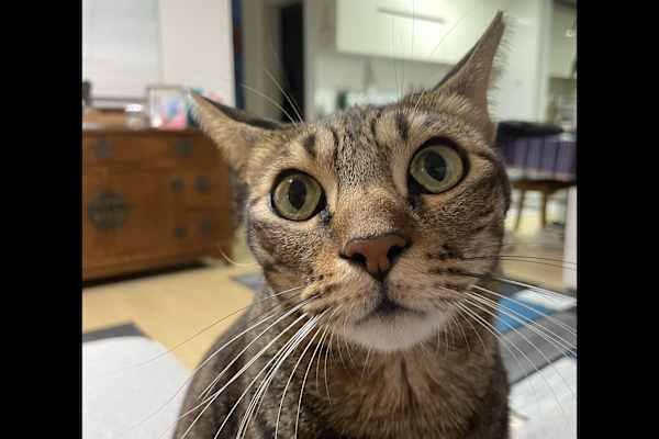 House sit in Seoul, South Korea