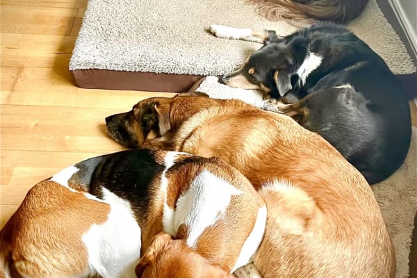 House sit in Abbeyleix, Ireland