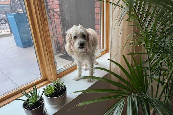 House sit in Brooklyn, NY, US