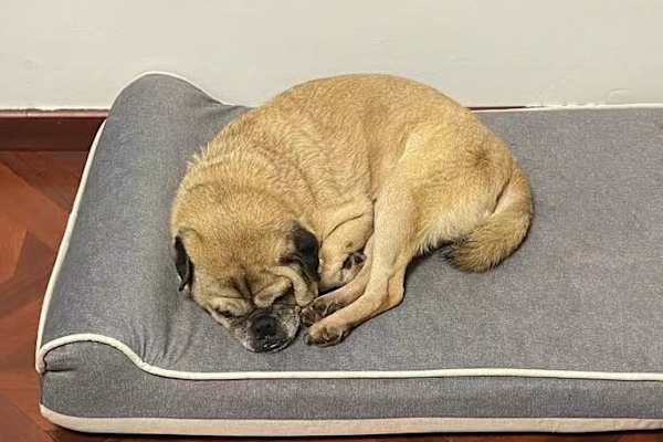 House sit in Beijing, China