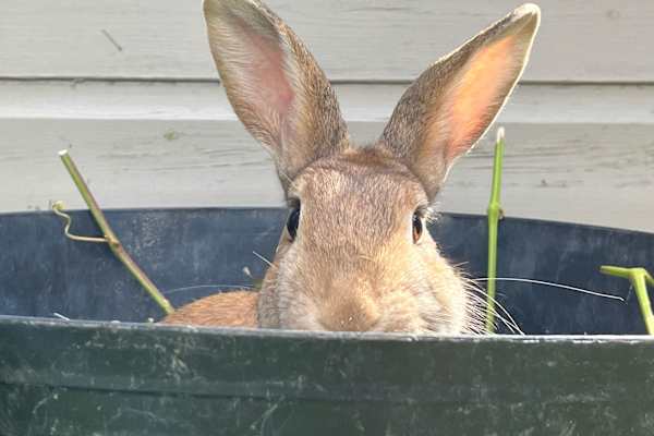 House sit in East Grinstead, United Kingdom