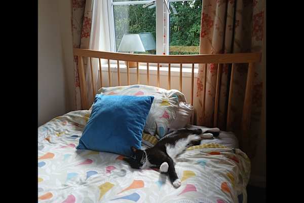 House sit in Southampton, United Kingdom