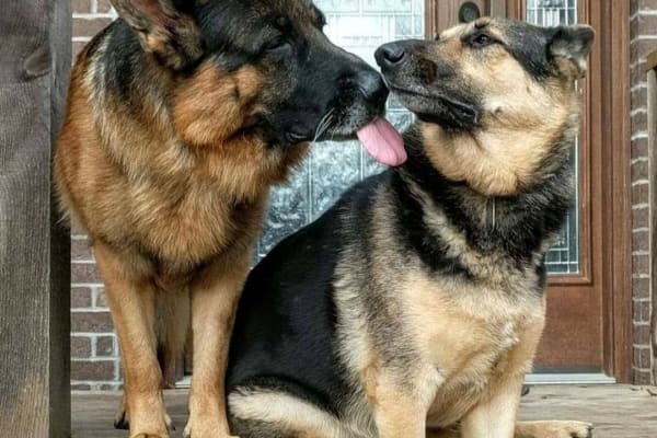house sitting jobs wilmington nc House sit in Zebulon, NC, US