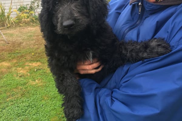 House sit in Mount Vernon, WA, US