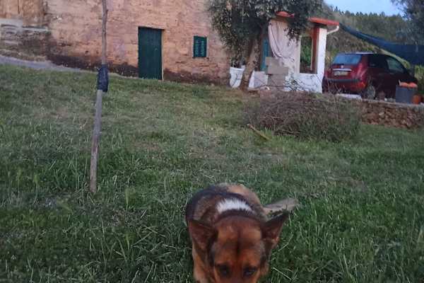 House sit in Castelo Branco, Portugal