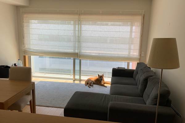 House sit in Porto, Portugal