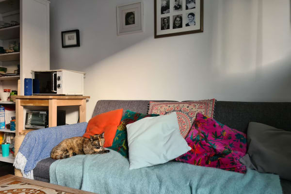 House sit in Islington, United Kingdom