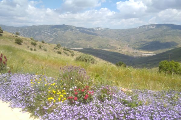 House sit in Pentaliá, Cyprus