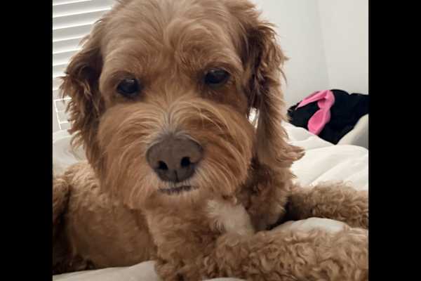 House sit in Sydney, NSW, Australia