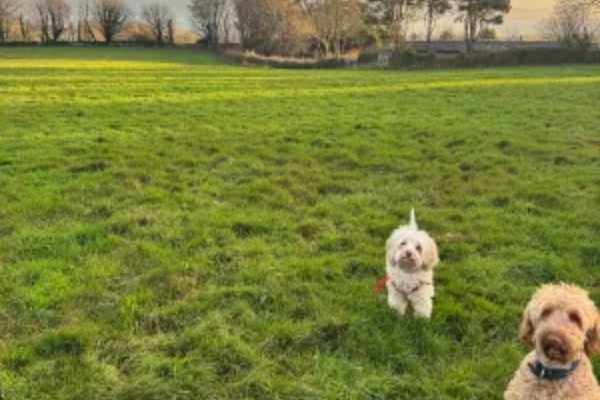 House sit in Llangoed, United Kingdom