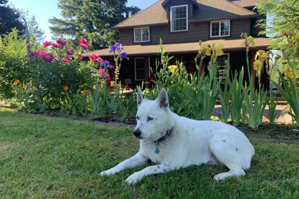 House sit in Washougal, WA, US